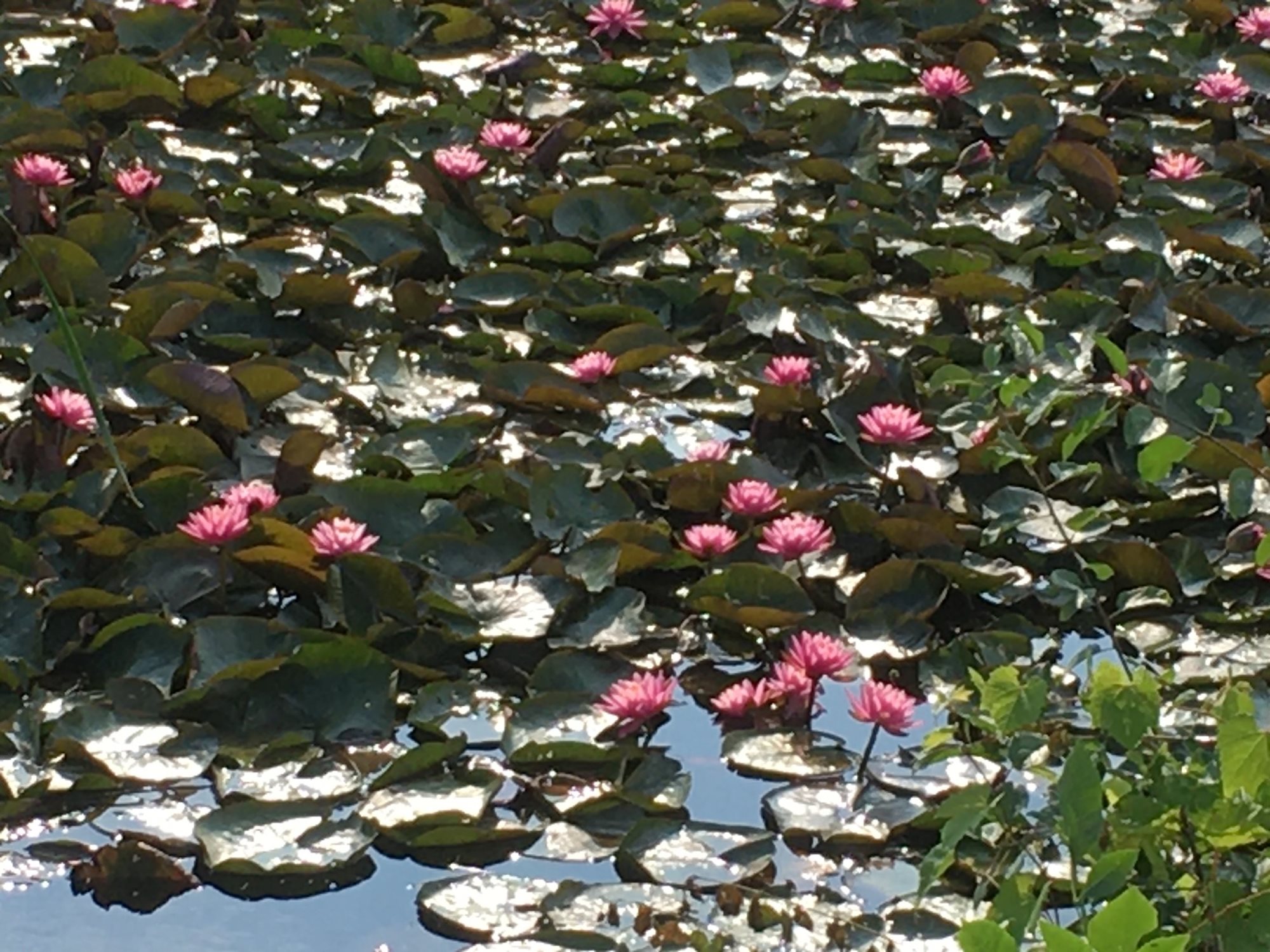 waterlilies