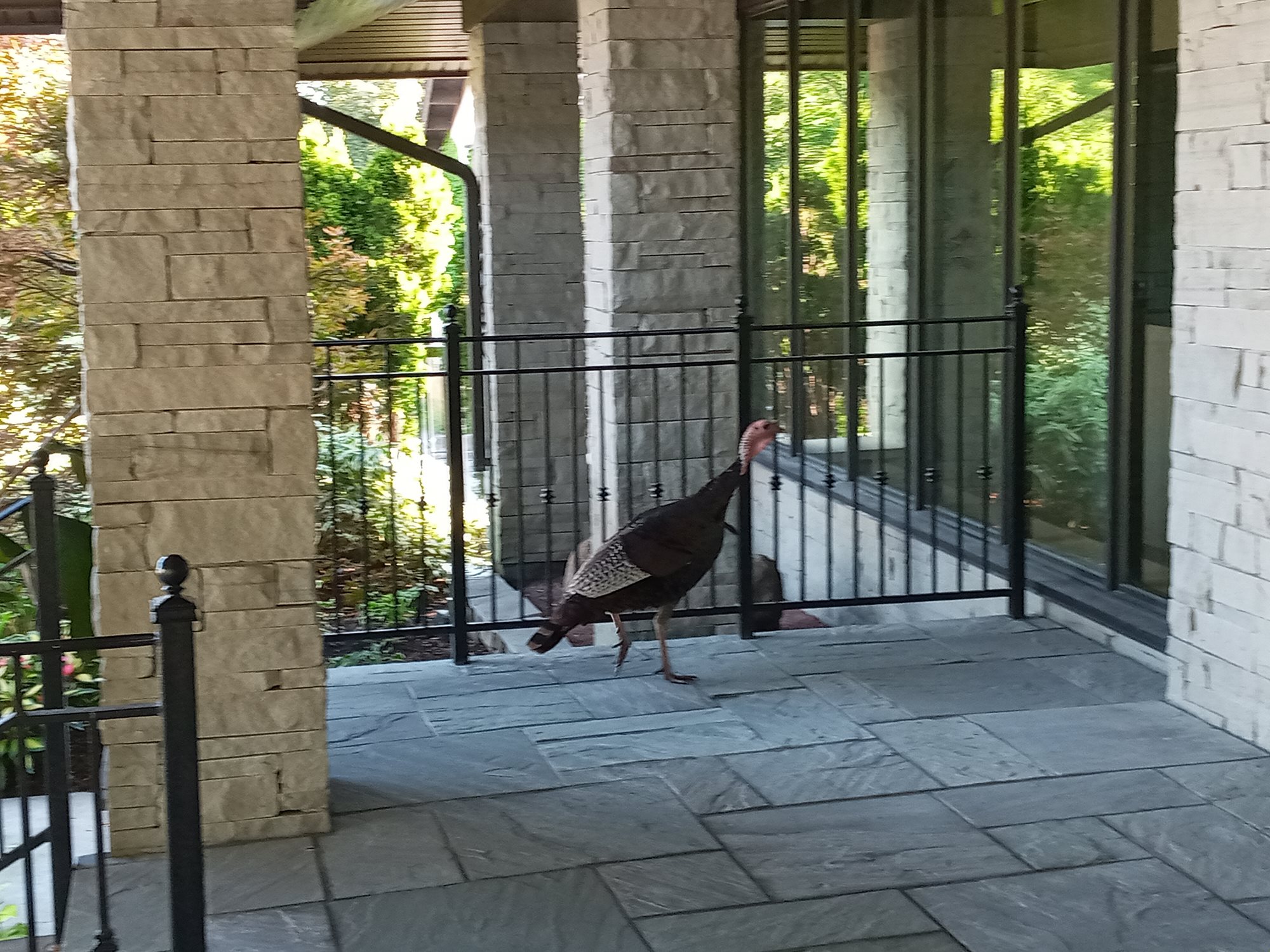 Turkey4
