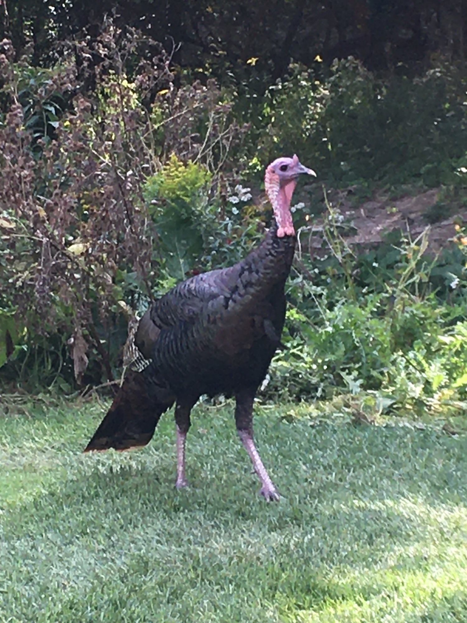 Turkey5