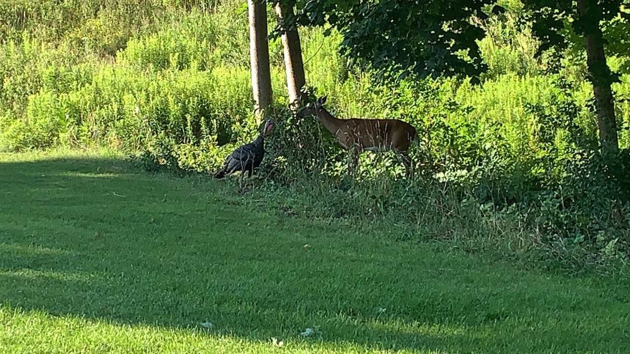 turkeydeer