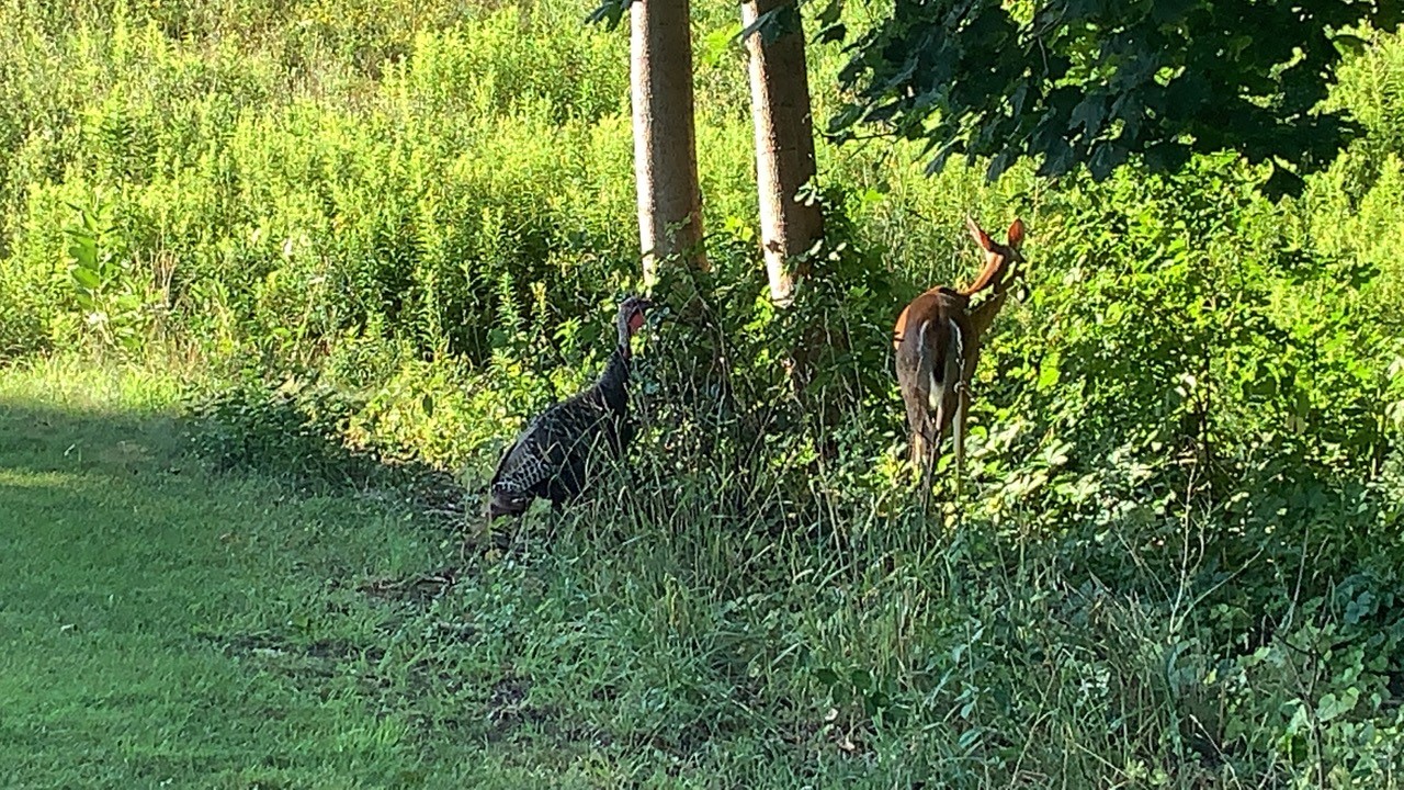 turkeydeer2