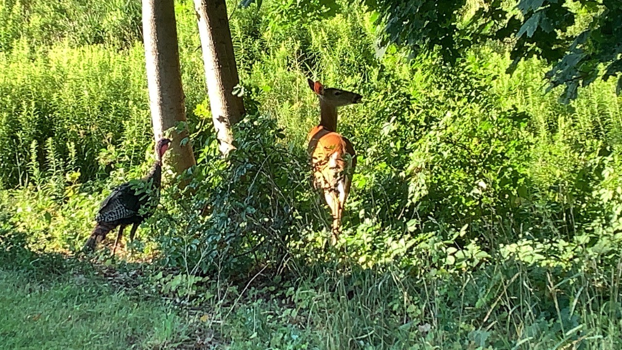 turkeydeer3